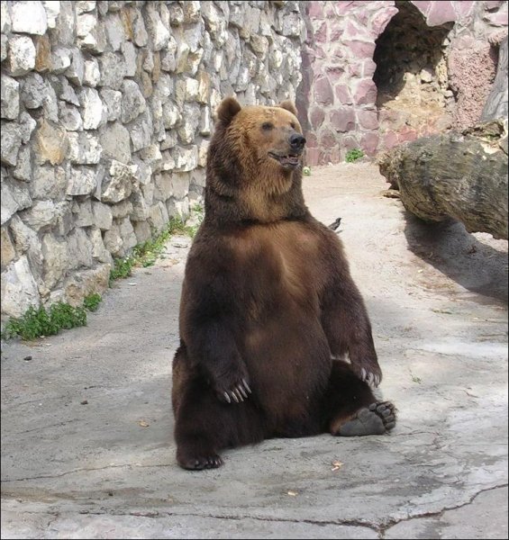 Ursus arctos Linnaeus,