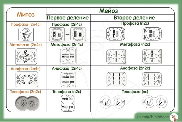 Фазы митоза и мейоза ЕГЭ таблица