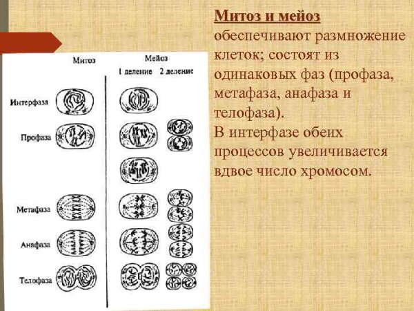 Мейоз