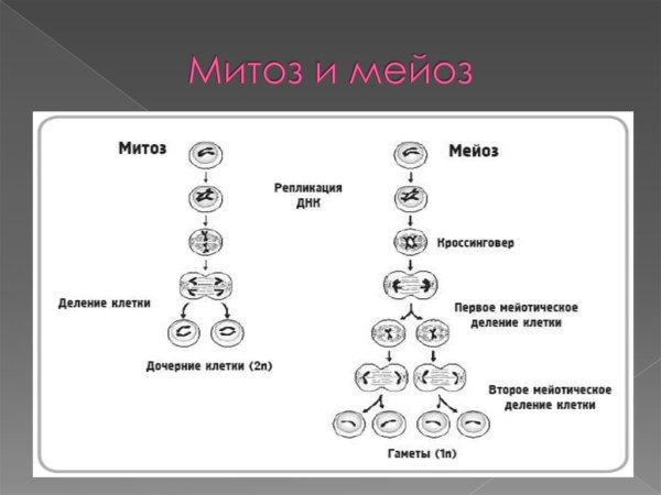 Схема митоза и мейоза