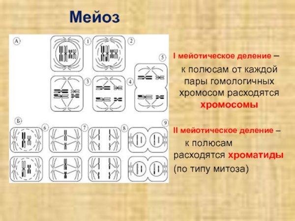 Схема митоза и мейоза ЕГЭ