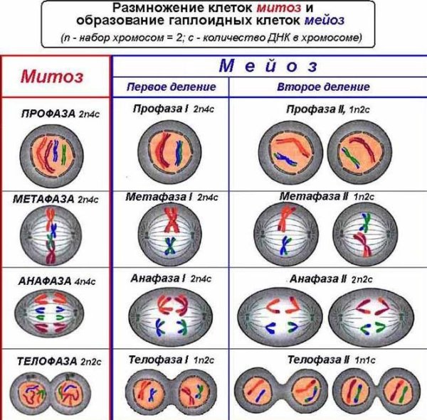 Фазы митоза с набором хромосом