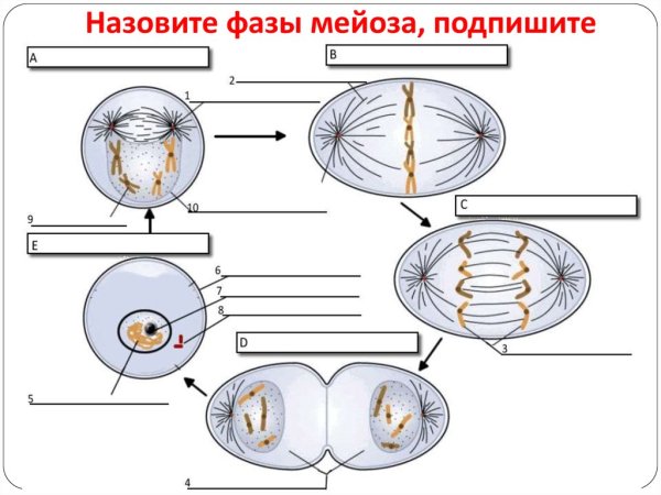 Схема митоза клетки