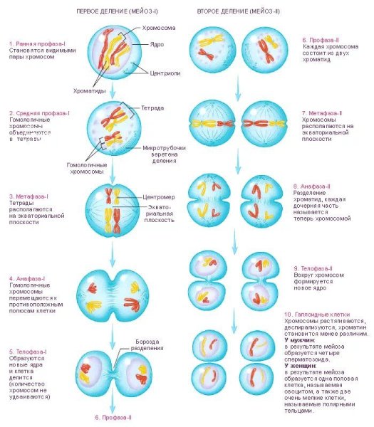 Деление клетки мейоз схема