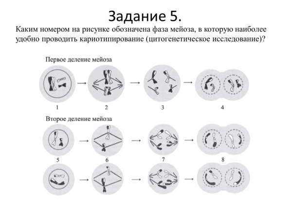 Мейоз фазы деления схема