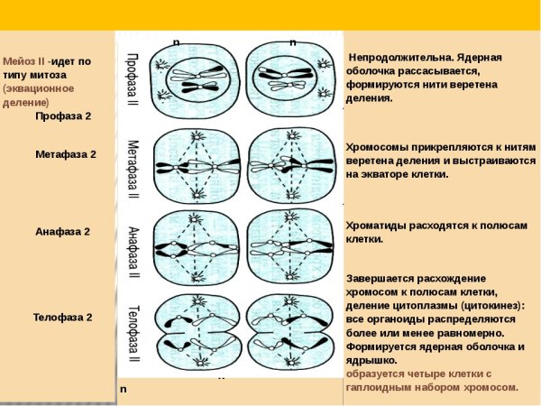 Мейоз 2 профаза 2 описание