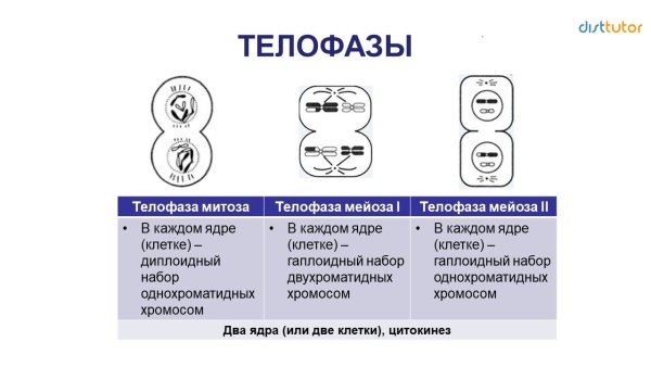 Фазы митоза и мейоза ЕГЭ