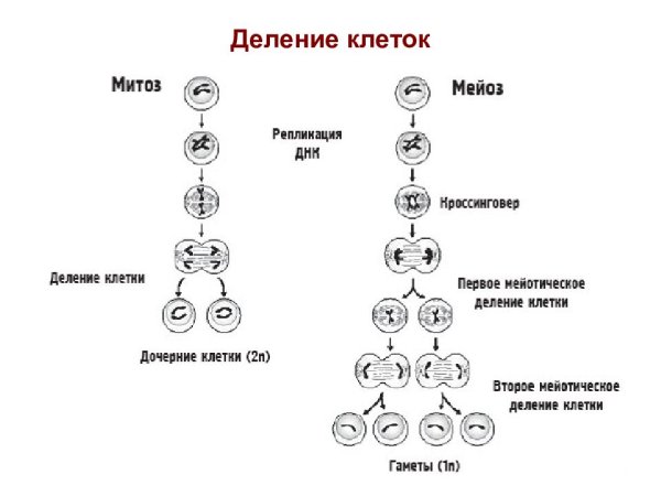 Схема деления клетки митоз и мейоз