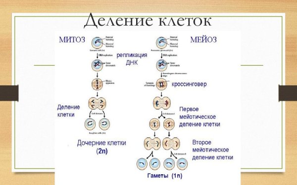 Деление клеток 9 класс биология мейоз