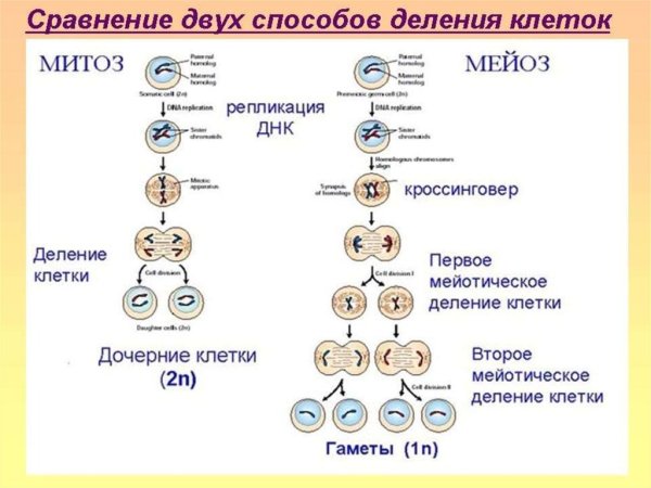 Генетические схемы митоза и мейоза