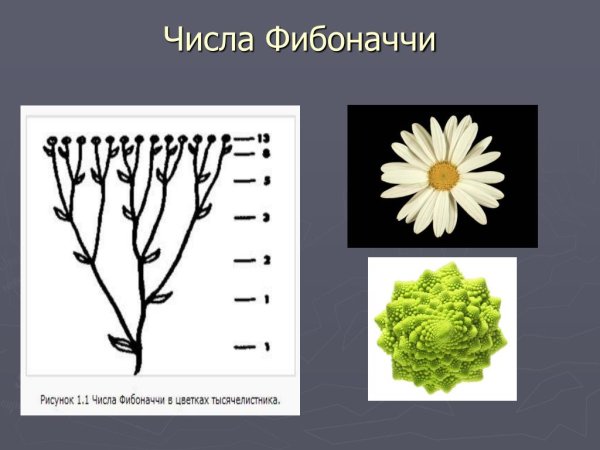 Числа Фибоначчи