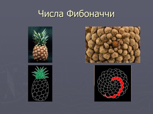 Числа трибоначчи