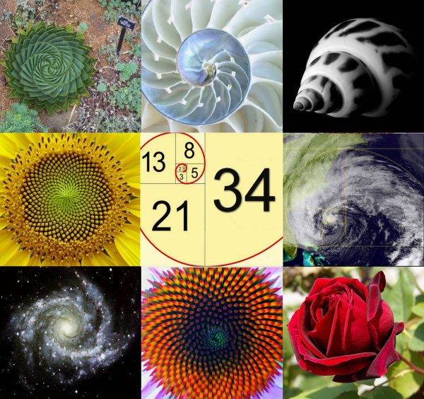 Спираль Фибоначчи с цифрами