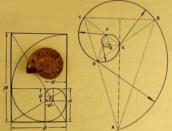 Спираль Леонардо Фибоначчи