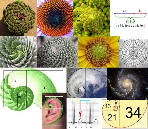 Число Фибоначчи золотое сечение