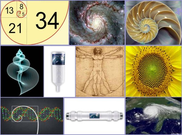 Число Фибоначчи Золотая спираль