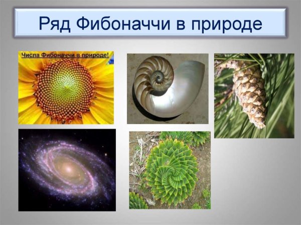 Числа Фибоначчи в природе