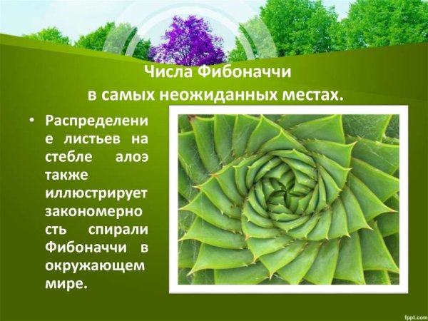 Леонардо Пизанский золотое сечение