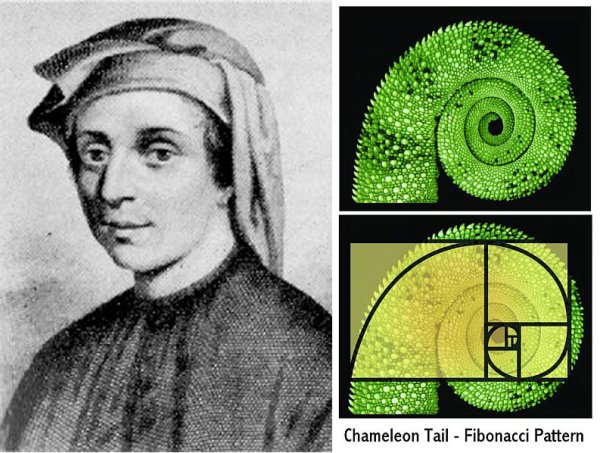 Числа Фибоначчи в природе