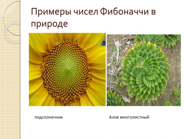 Спираль Леонардо Фибоначчи