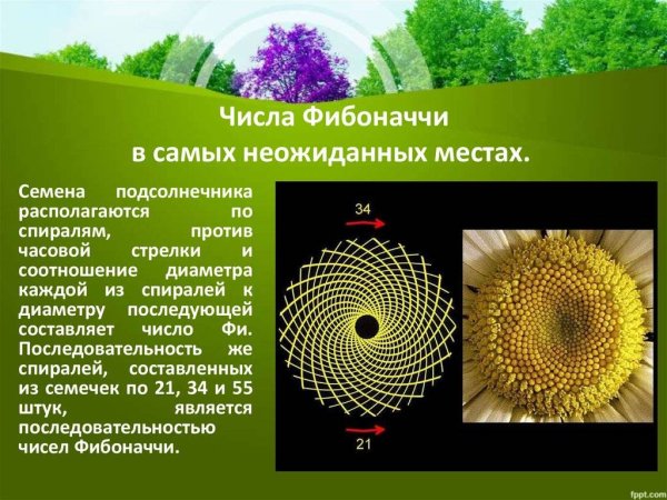 Первые числа Фибоначчи