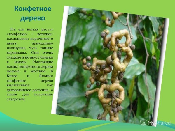 Плоды конфетного дерева в Абхазии