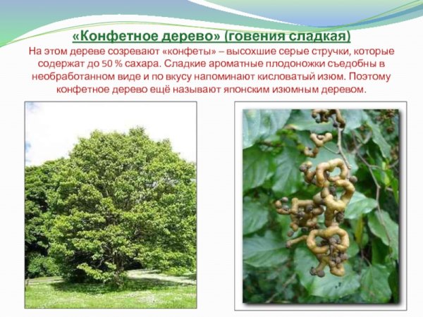 Говения конфетное дерево