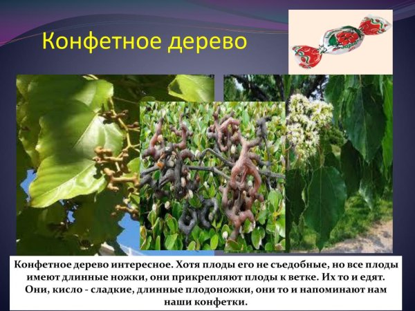 Конфетное дерево (говения сладкая)