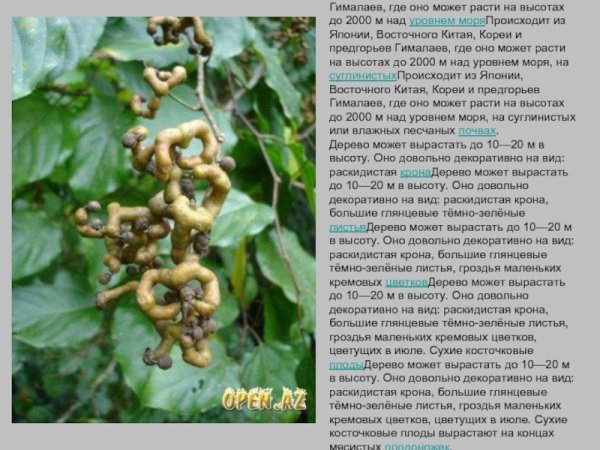 Конфетное дерево Абхазия