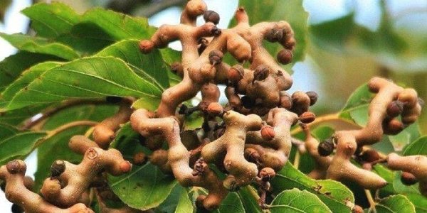 Карамельное дерево Абхазия