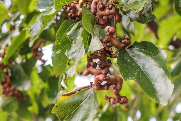 Hovenia Dulcis