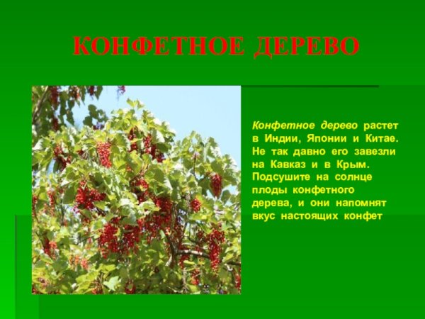 Говения конфетное дерево