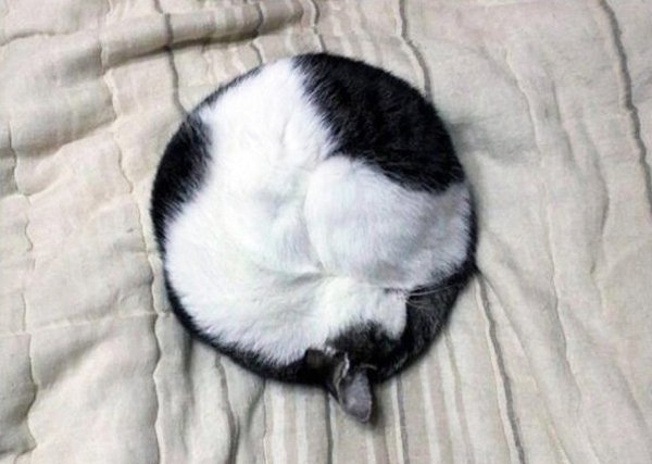 Спящий кот клубочком