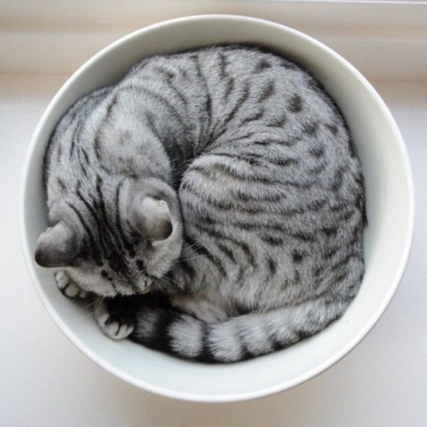 Кот клубочком