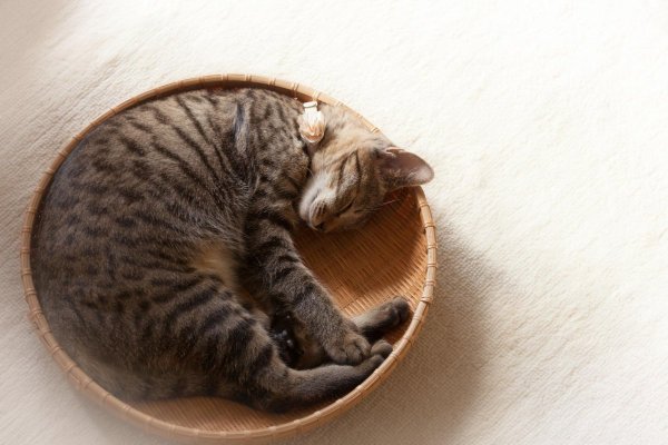 Кот лежит клубочком