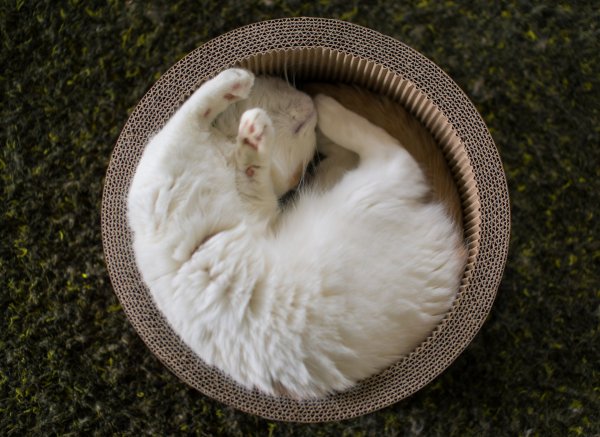 Кот клубочком