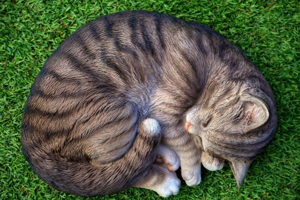 Кошка лежит клубочком