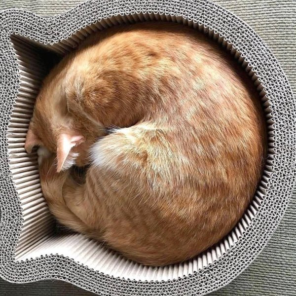 Кот клубочком