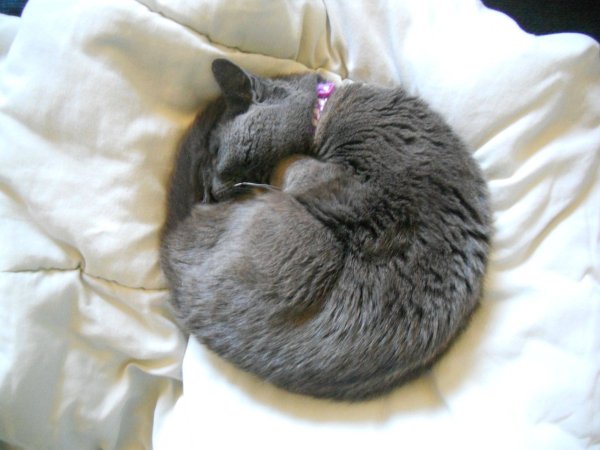 Кот спит клубочком