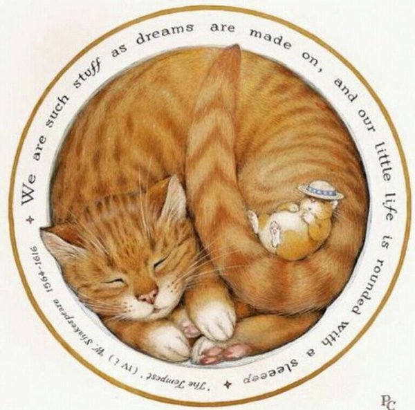 Кот калачиком