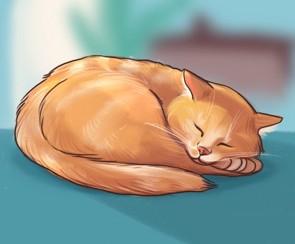 Кот спит клубочком