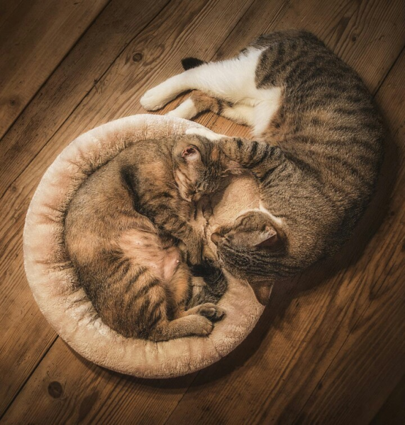 Котенок с клубочком