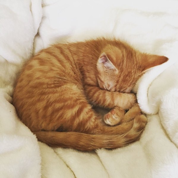 Котенок с клубочком