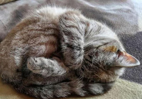 Кошка спит клубочком