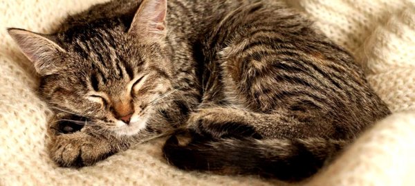 Полосатый котенок спящий