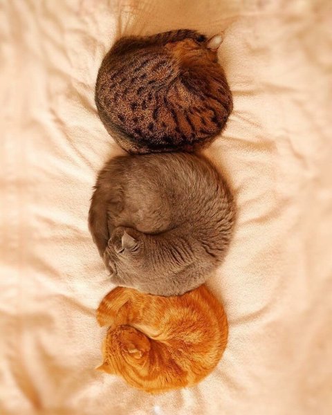 Кошка спит клубочком