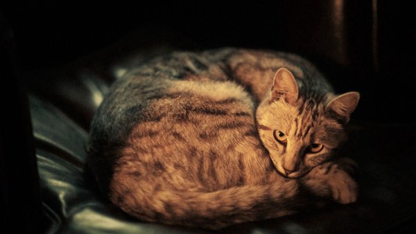 Кот клубочком