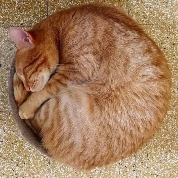 Кот клубочком