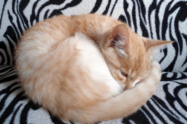 Кот свернулся клубочком