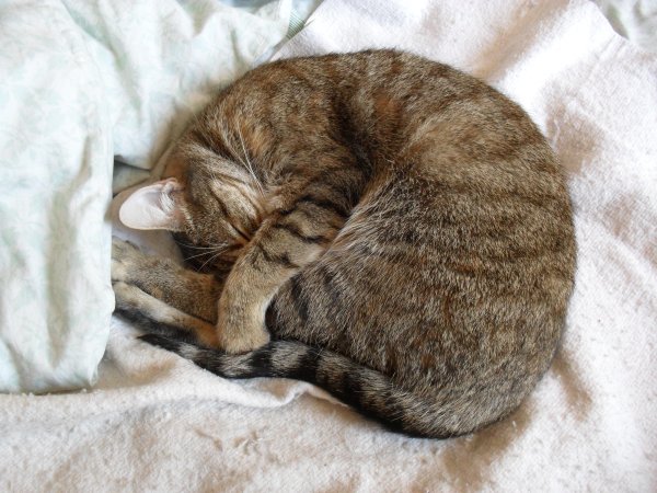 Кошка спит клубочком